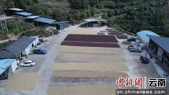 撬动大产业走出特色发展路麻将胡了试玩澜沧小咖啡(图2)