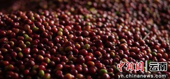 撬动大产业走出特色发展路麻将胡了试玩澜沧小咖啡(图3)