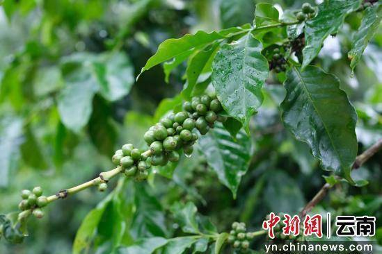 撬动大产业走出特色发展路麻将胡了试玩澜沧小咖啡(图1)